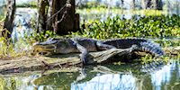 Louisiana bayou alligator, Baton Rouge